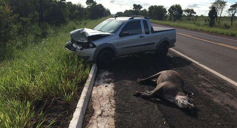 Ferramenta desenvolvida pelo MPMS para reduzir atropelamentos de animais será lançada na COP15