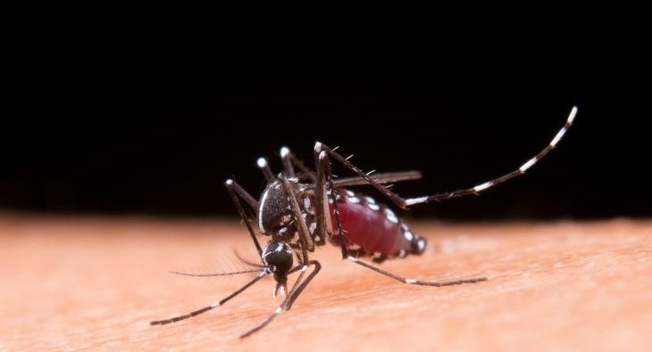 Boletim Epidemiológico: MS registra 2.639 casos confirmados de chikungunya