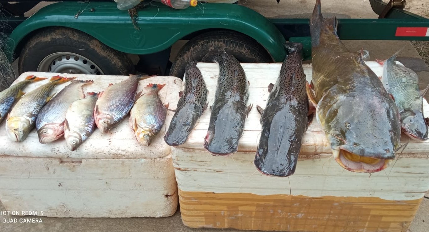 PMA apreende 42 kg de pescado ilegal e redes durante a Operação Tiradentes no Rio Ivinhema