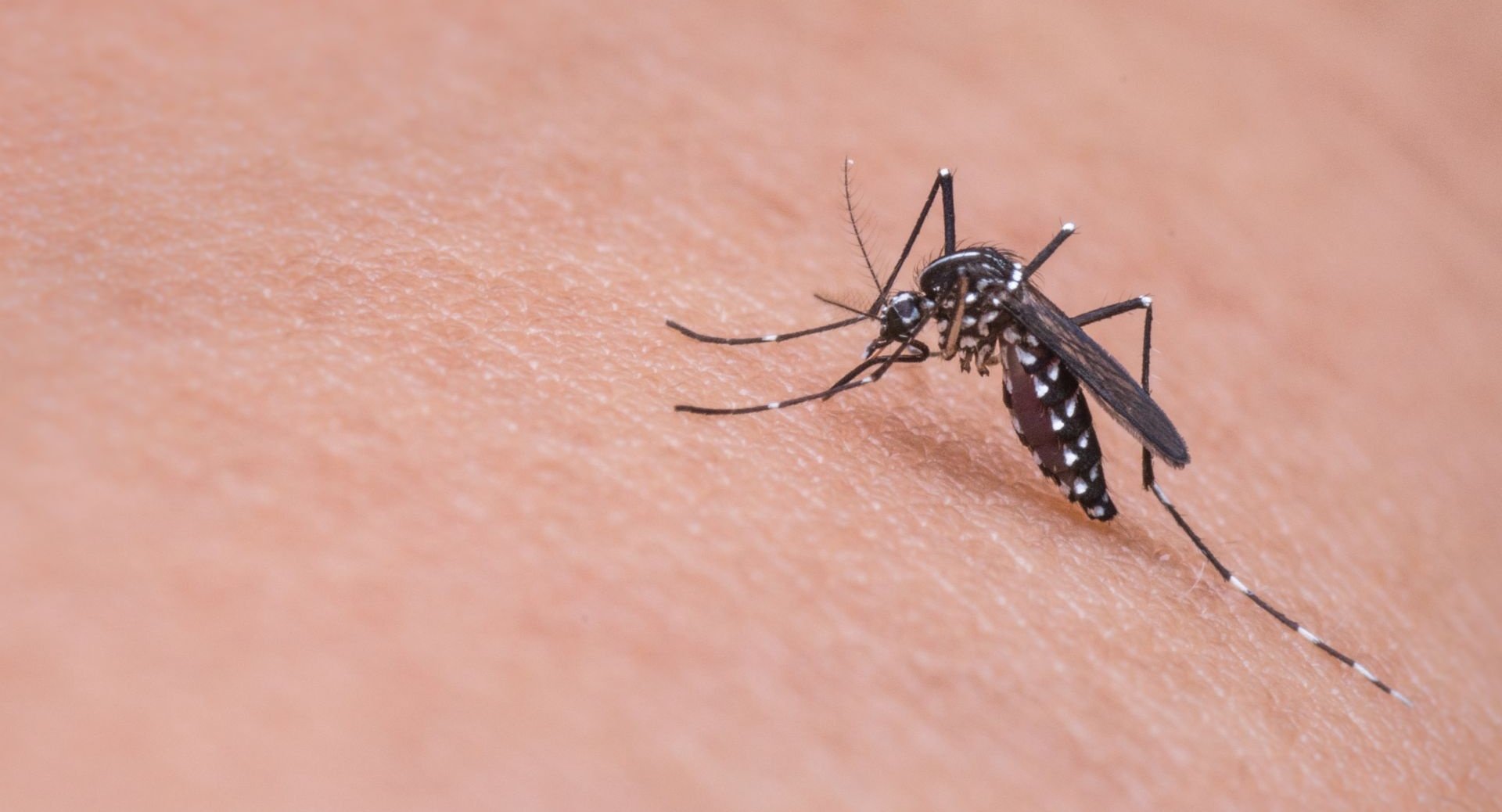 Saúde de Nova Andradina divulga dados atualizados sobre casos monitorados de dengue, chikungunya e zika