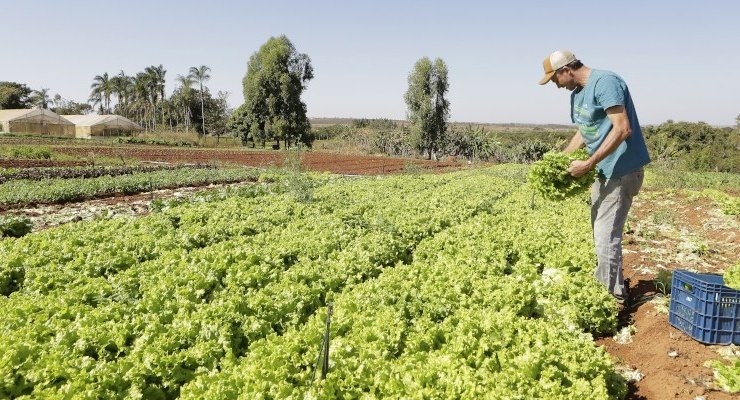 Indicação propõe uso de áreas públicas para fortalecer agricultura familiar em Nova Andradina