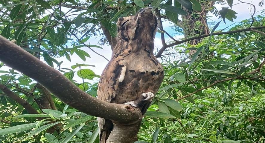 Big Day: Batayporã destaca convite para observação de aves no sábado (09)