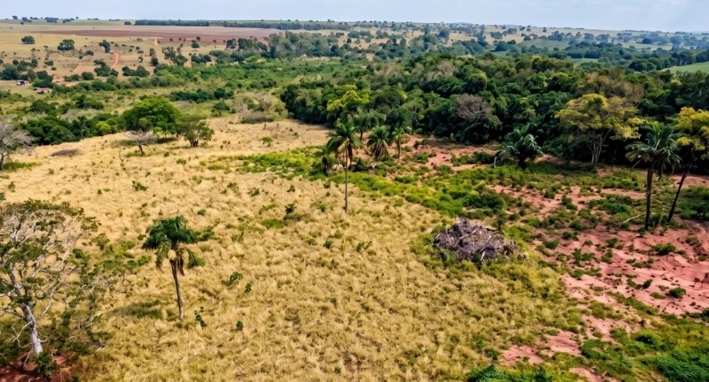 MPMS investiga desmate ilegal em área de Mata Atlântica e apura dano ambiental em Anaurilândia