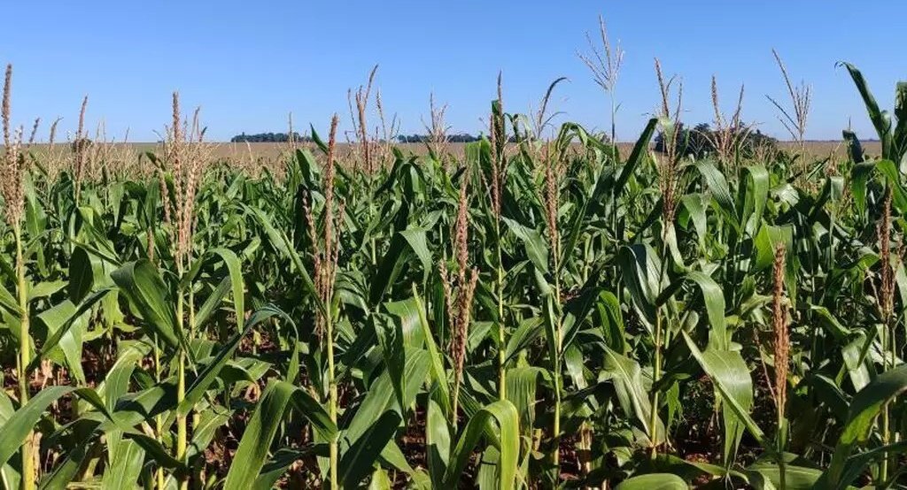 Região Norte lidera qualidade das lavouras de milho em Mato Grosso do Sul