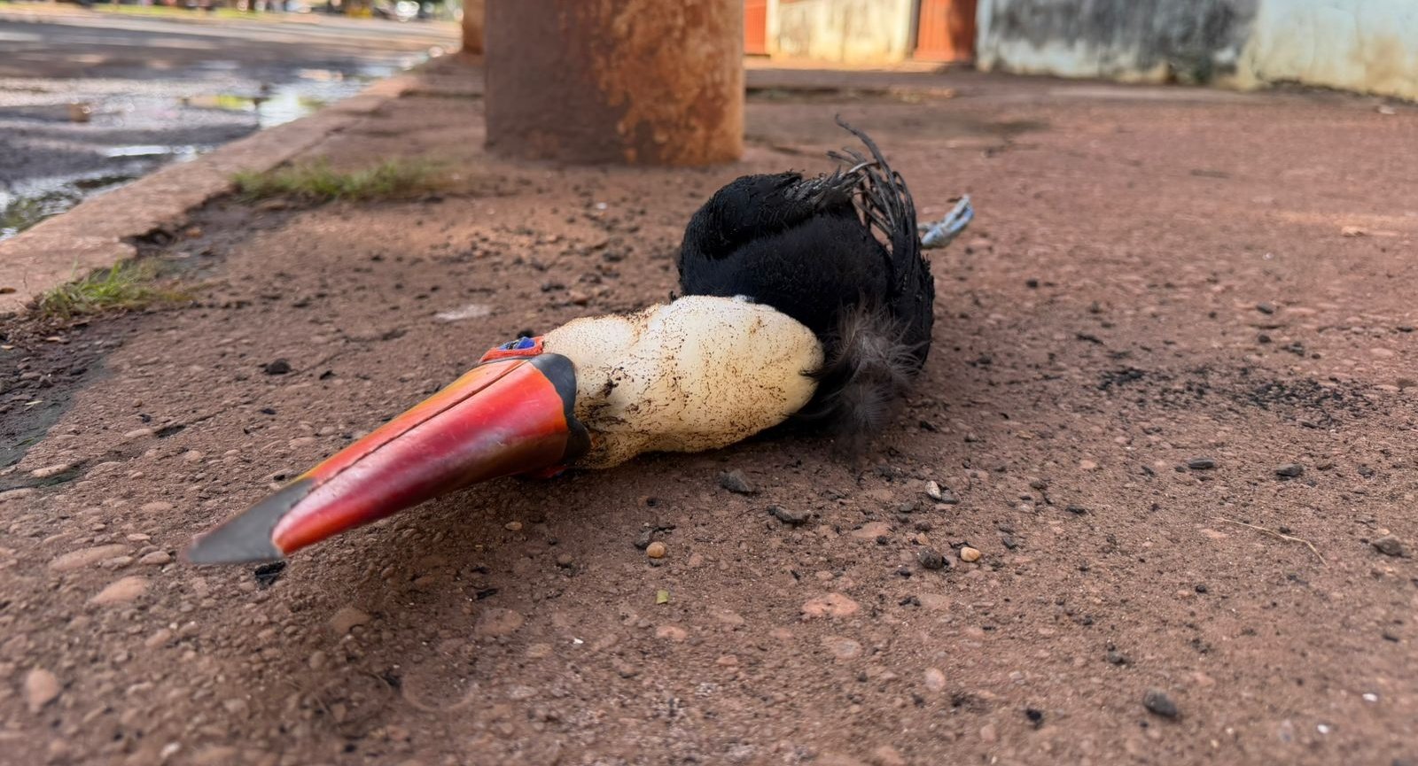 Tucano morre eletrocutado após curto-circuito e provoca apagão em Batayporã