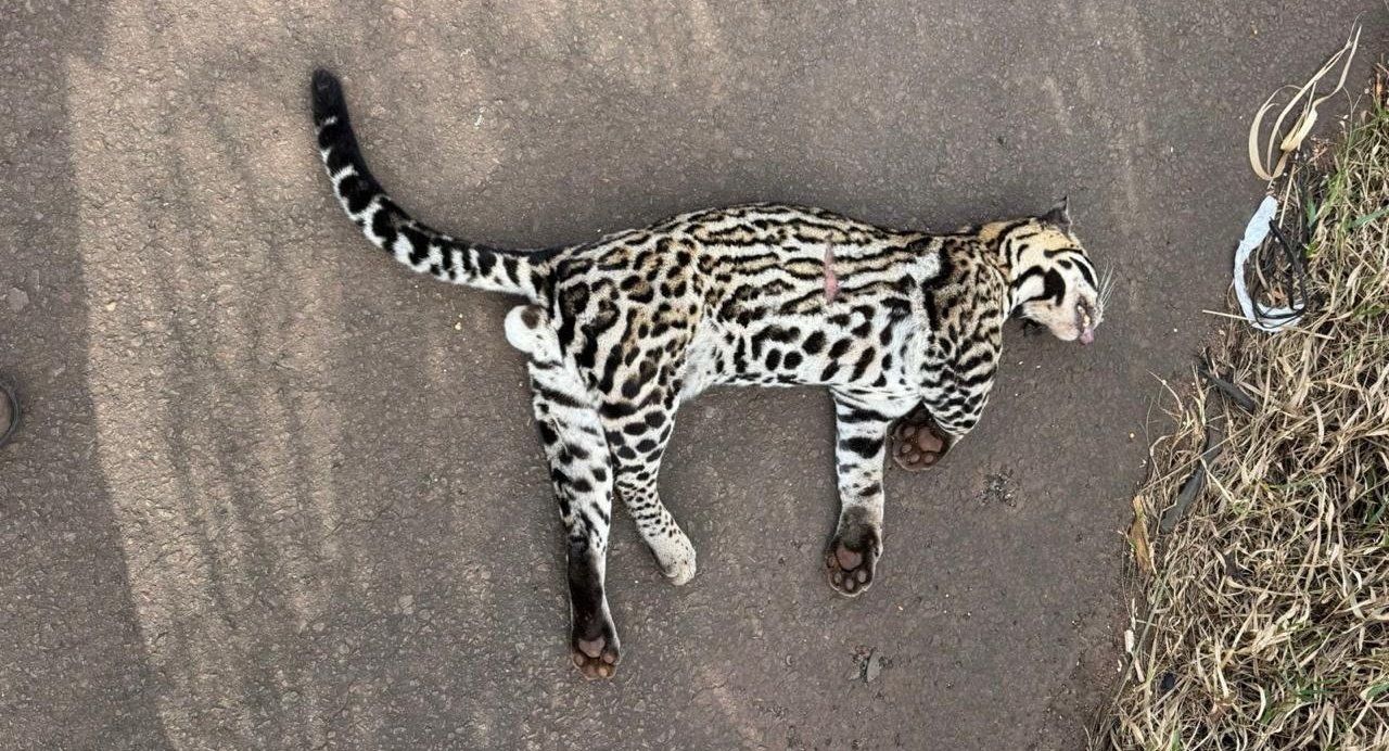 Jaguatirica é encontrada morta às margens da BR-267 entre Nova Casa Verde e Nova Alvorada do Sul
