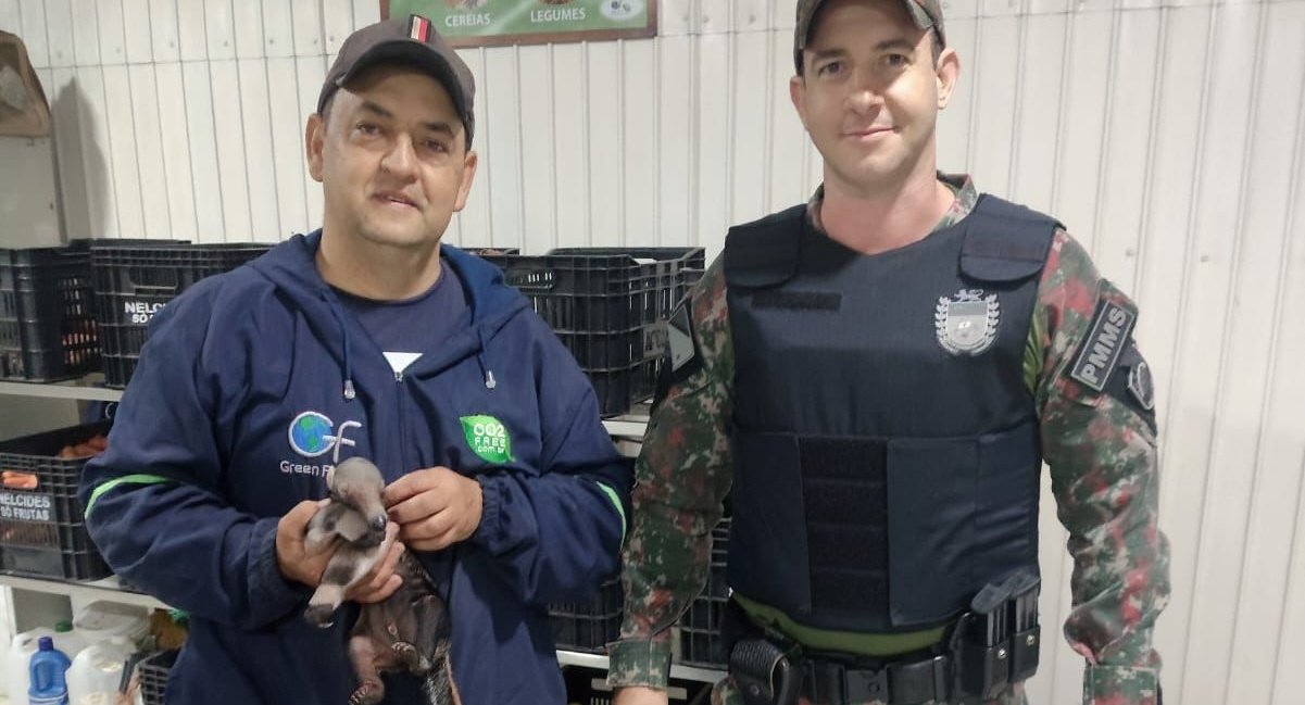 PMA de Batayporã resgata filhote de tamanduá-bandeira na área rural de Ivinhema