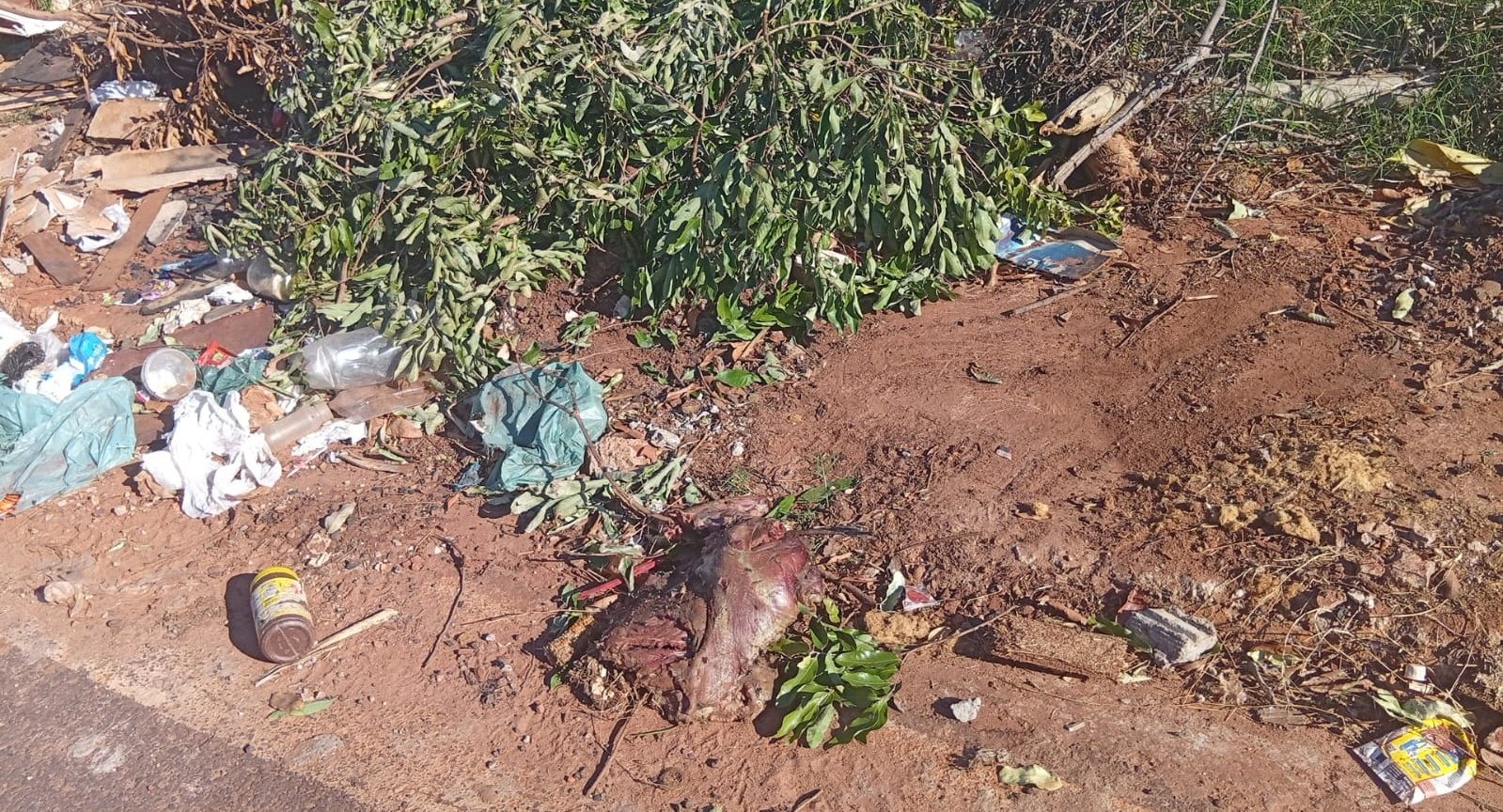 Nova Andradina - Moradores do Argemiro Ortega denunciam descarte irregular de lixo e animais mortos