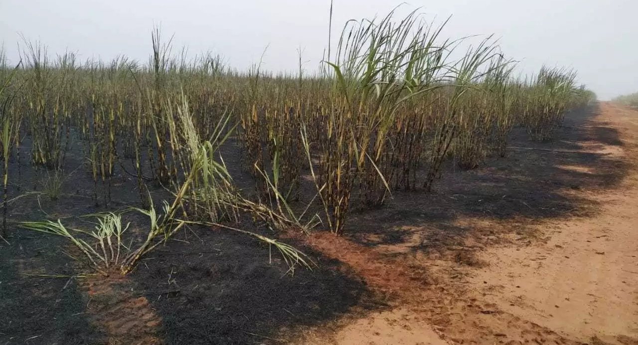 Justiça manda usina recuperar 123 hectares incendiados por colheitadeira em Ivinhema