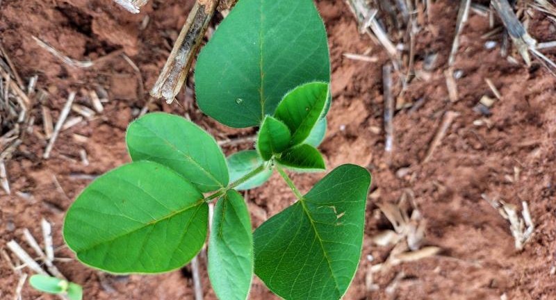 Vazio sanitário da soja prossegue até 15 de setembro em Mato Grosso do Sul
