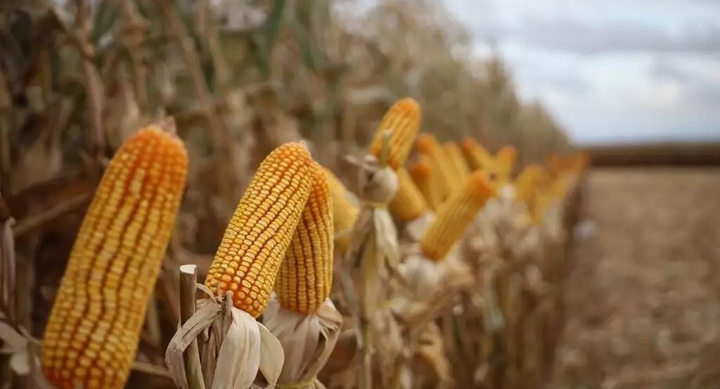 Colheita do milho avança para 24%, mas chuva ainda atrasa safra em MS