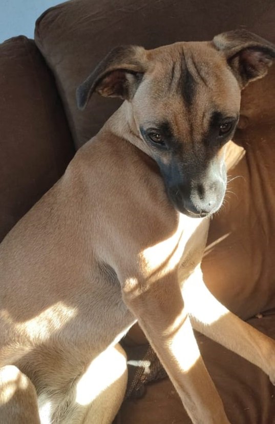 Puguinha, 8 meses, vacinada, vermifugada - Contato (67) 9 9924-4000 (Márcia)