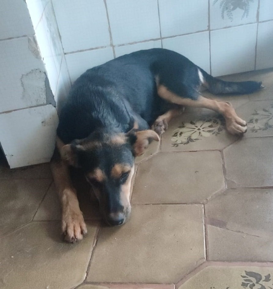 Beatriz, 5 meses, vacinada, vermifugada - Contato (67) 9 9924-4000 (Márcia)
