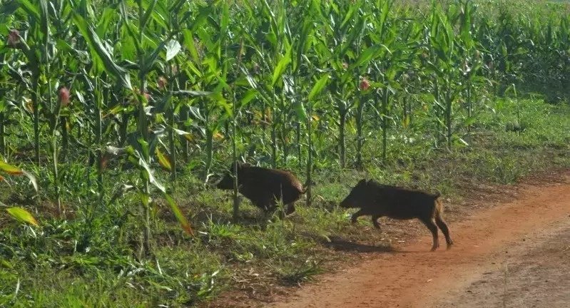 Enquanto colheita avança, javalis provocam danos em lavouras de milho de MS
