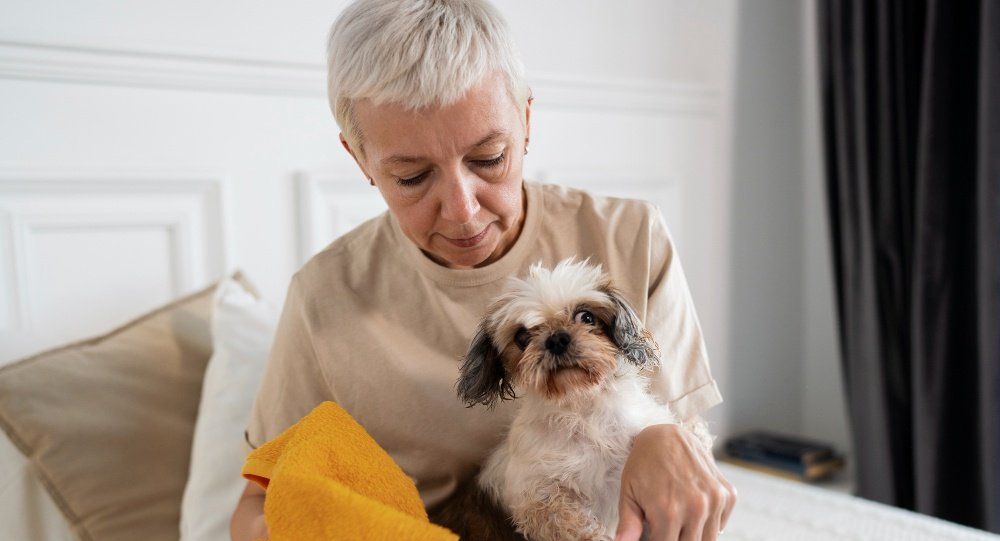 Shih Tzu ganha espaço nos lares e exige atenção com rotina, higiene e bem-estar