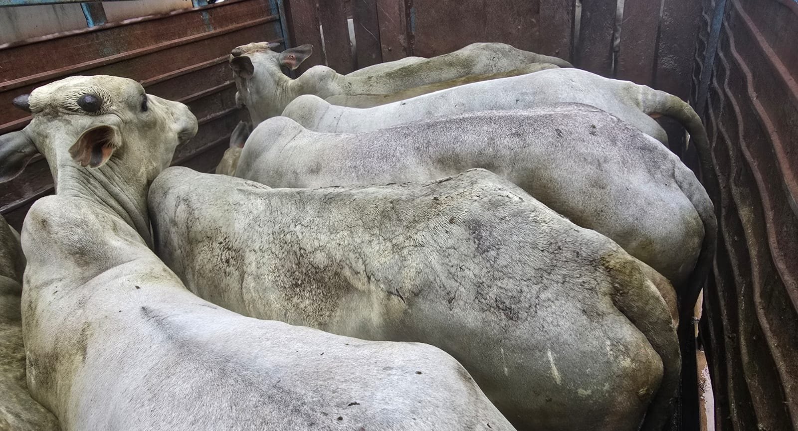 Polícia Militar Rural recupera bovinos, prende quatro homens e apreende duas armas de fogo em Aquidauana