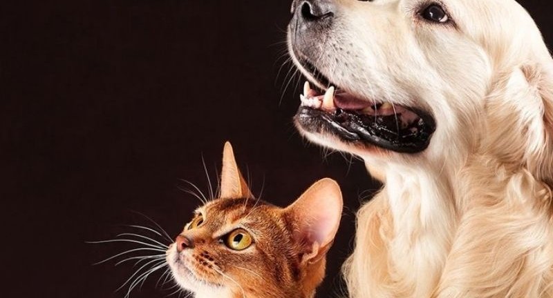Atuação do MPMS resulta em acordo para fortalecer políticas de proteção animal em Ivinhema