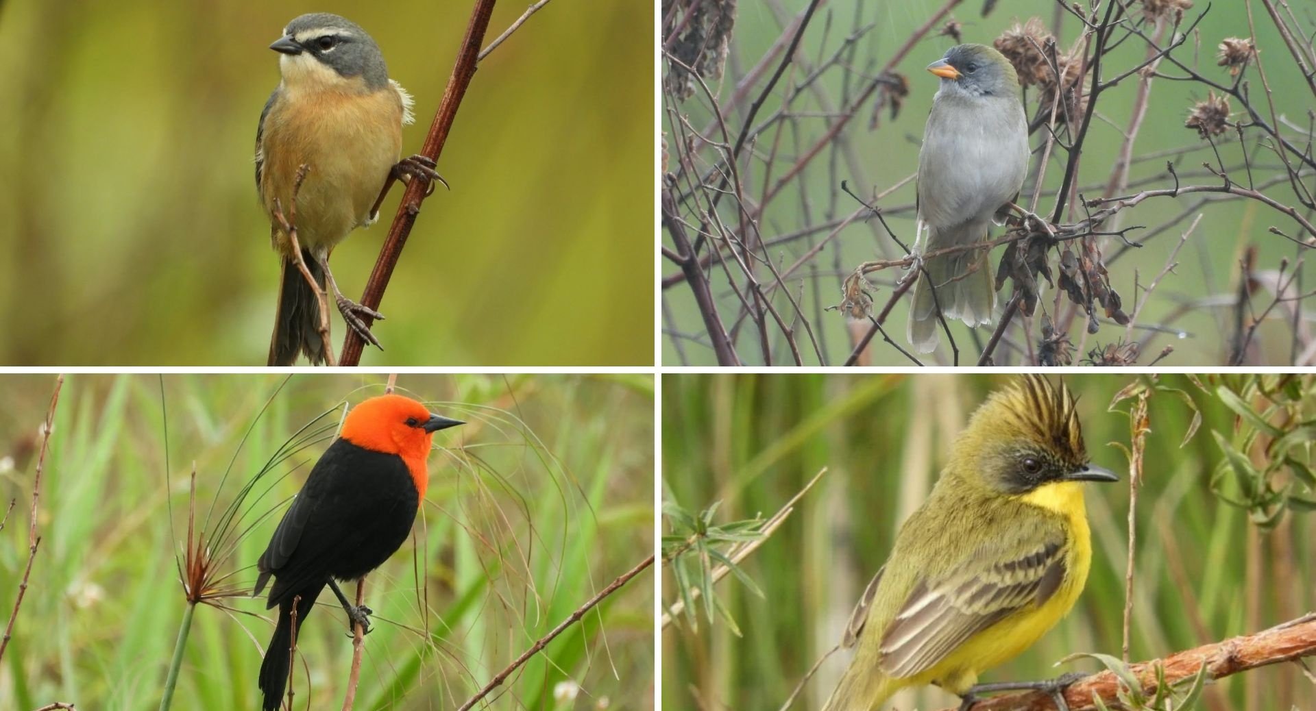Parque Estadual do Rio Ivinhema lidera ranking nacional em listas de observação de aves